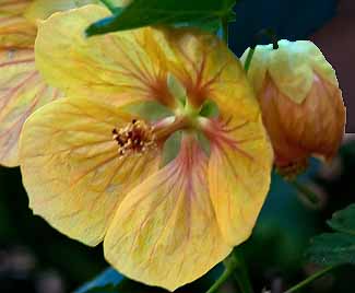 Abutilon pictum yellow flower